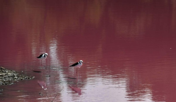 FOTOS: El extraño lago rosado que se ha convertido en un atractivo turístico en Australia