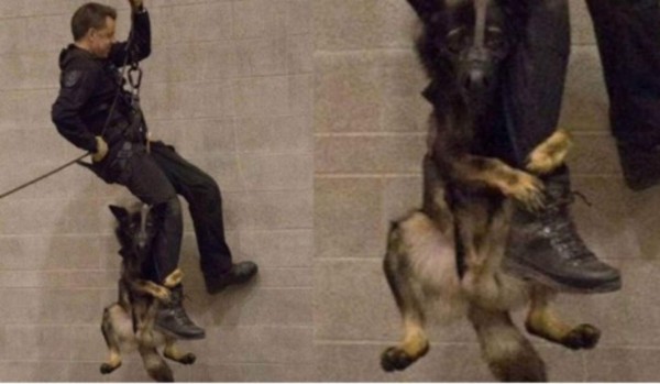 No hubo maltrato animal, esta es la verdad de la polémica foto