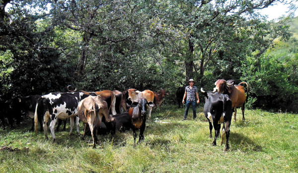 Ganadería sostiene economía de San Antonio del Norte