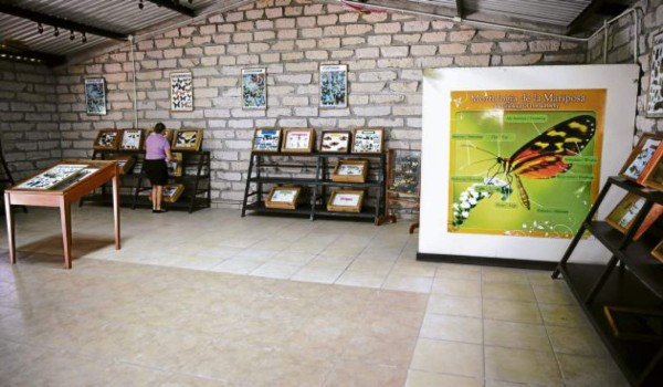 Un viaje al mundo de las mariposas