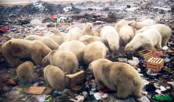 FOTOS: Descongelamiento provoca que osos polares ingresen a casas y coman basura en Rusia