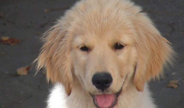 Día Mundial del Perro