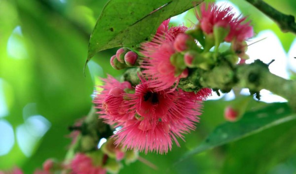Jardín Botánico Lancetilla