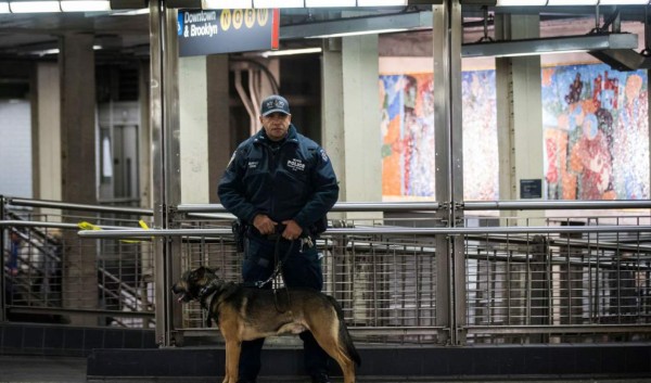 Entrenan a perros para detectar esperma de violadores