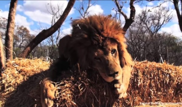 En un acto de brujería asesinan a dos leones rescatados de un circo