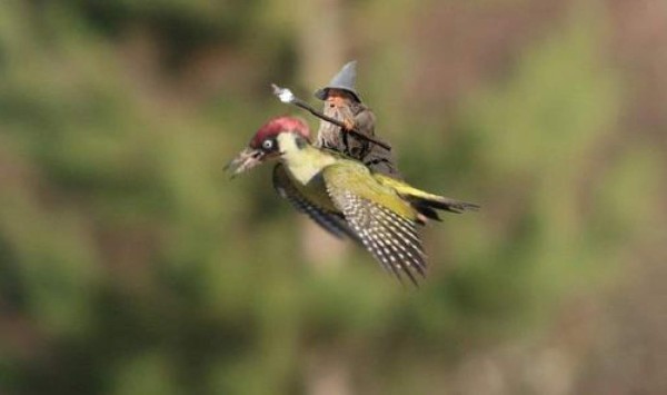 El pájaro y la comadreja no se salvaron de los memes