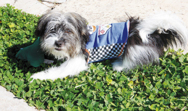 Moda para mascotas