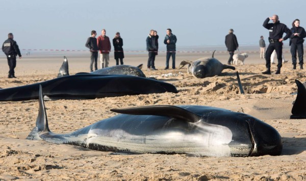 Un grupo de 10 ballenas encallan en una playa francesa