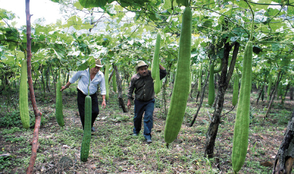 Por falta de fondos permanece cerrada maquila de paste