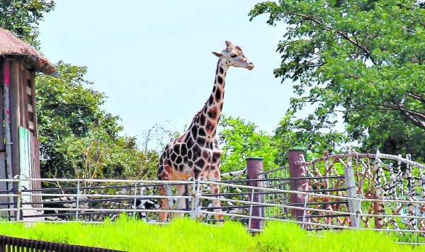 Por comelones cambiarán tres leones por una jirafa en zoológico Joya Grande