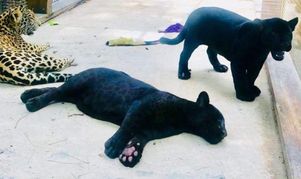 Las imágenes más impactantes del incendio en un centro turístico de Roatán