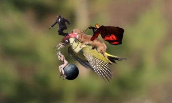 El pájaro y la comadreja no se salvaron de los memes