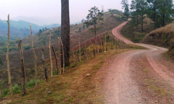 Promueven ganadería sostenible en Olancho