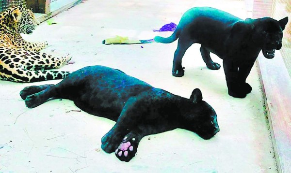 Un circo habían conformado en centro turístico Little French Key