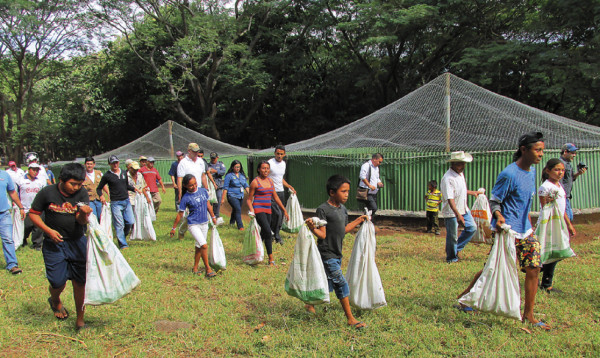 Masiva liberación de iguanas verdes al sur de Honduras