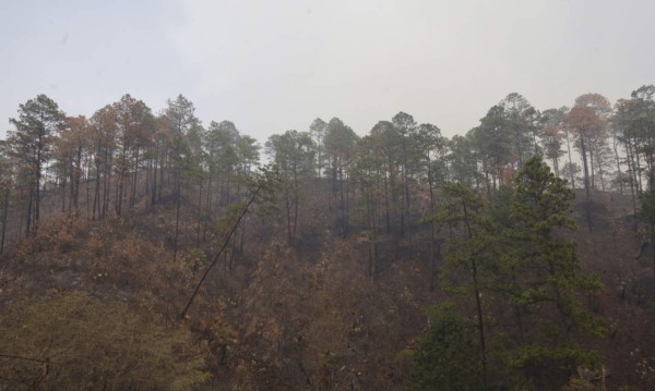 La leña, segundo combustible usado en cocinas capitalinas