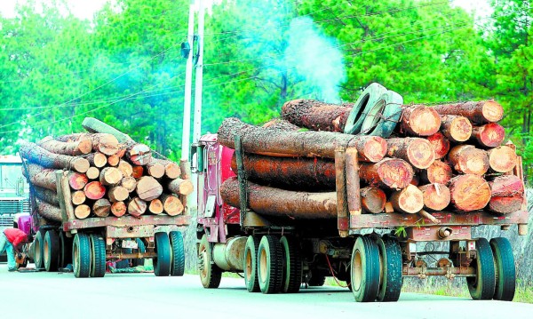 Inmisericorde deforestación provocada por el gorgojo de pino