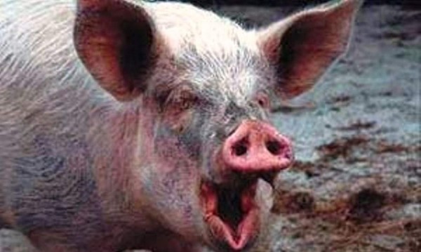 Un cerdo mata a mordiscos a un campesino en Perú&nbsp;