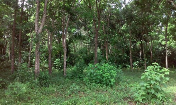 Continúan aseguramientos de más de 57 bienes de 'Don H'