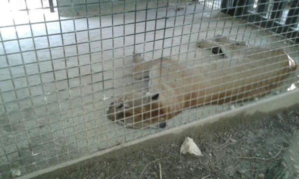 Fauna en peligro de extinción decomisan a criminales