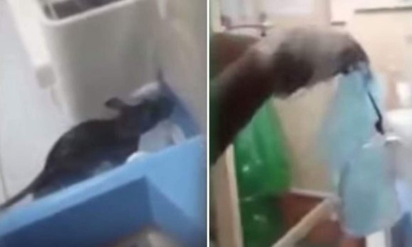 Rata se cuela en incubadora