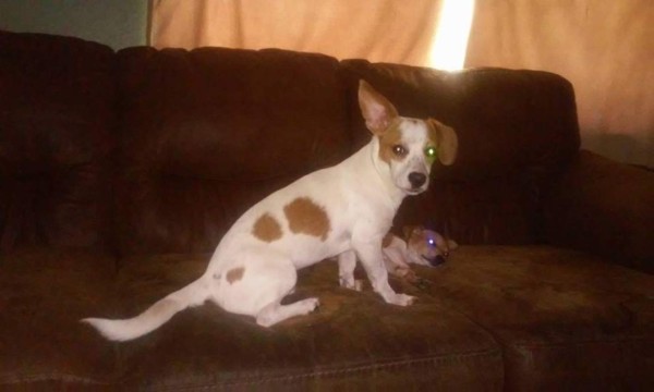 Día Mundial del Perro