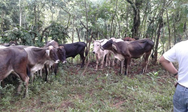 Detienen a tres personas por robo de ganado