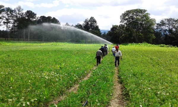 Honduras: Productores de frijoles apuestan al sistema de riego