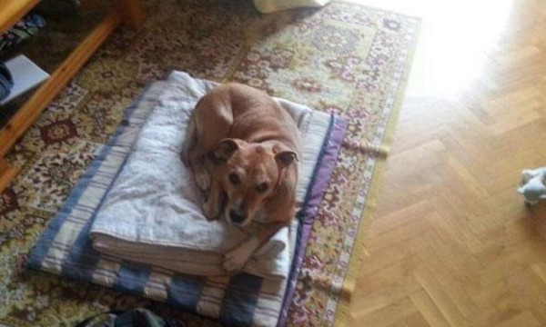 Piden sacrificar al perro de la enfermera con ébola