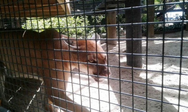 Fauna en peligro de extinción decomisan a criminales