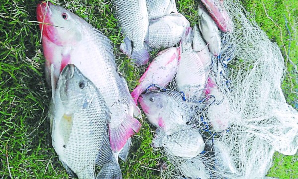 Productores de tilapia de Comayagua buscan mercados permanentes
