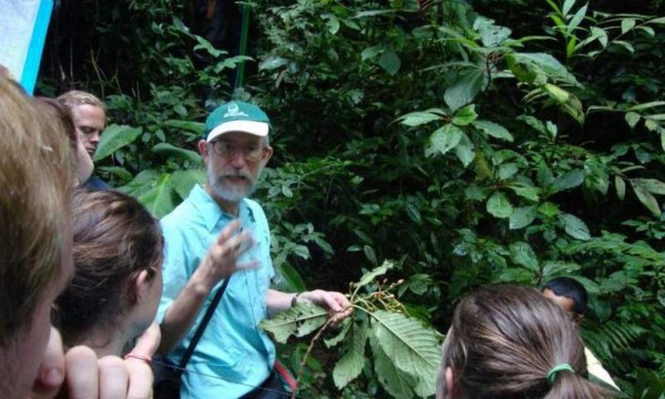 Descubren nuevo árbol de café en Honduras