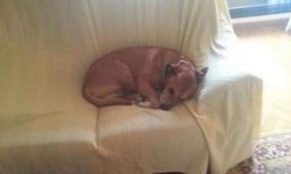 Piden sacrificar al perro de la enfermera con ébola