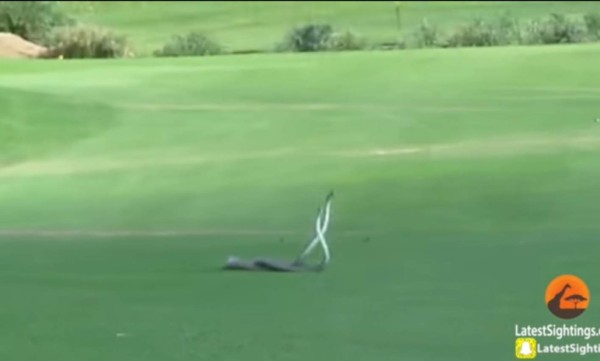 Feroz pelea de dos mambas negras se vuelve viral en redes sociales