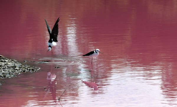 FOTOS: El extraño lago rosado que se ha convertido en un atractivo turístico en Australia