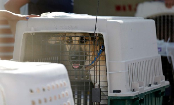 Los estragos que provocó Harvey en 10 impactantes imágenes