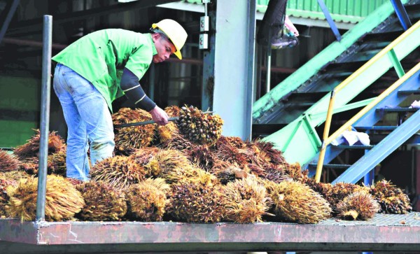 Exportación de aceite de palma aumenta en 33% durante este año