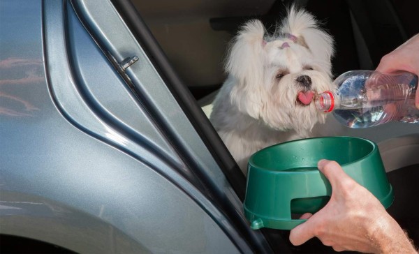 De viaje con sus mascotas
