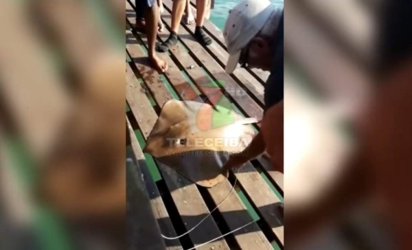 Honduras: Maltrato a una matarraya en La Ceiba indigna a todo el que mire este vídeo