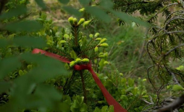 La biblioteca del futuro crece en un bosque de Noruega