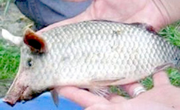 Pez con cara de cerdo