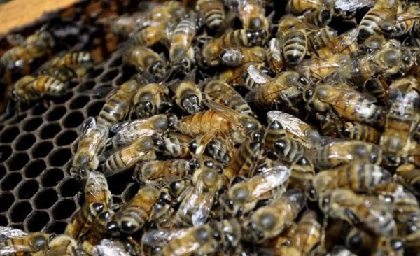 Millones de abejas mueren en sur de EEUU tras fumigaciones contra el zika