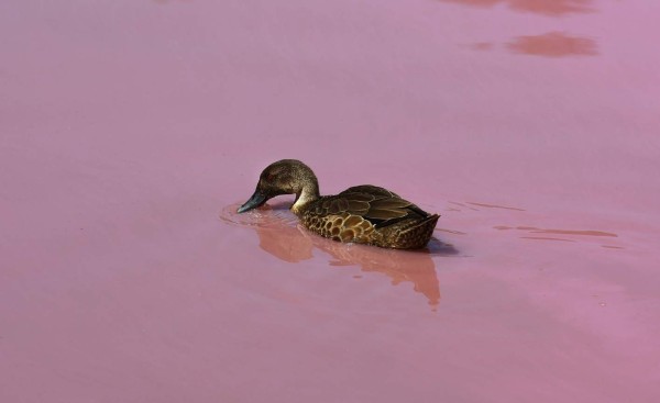 FOTOS: El extraño lago rosado que se ha convertido en un atractivo turístico en Australia