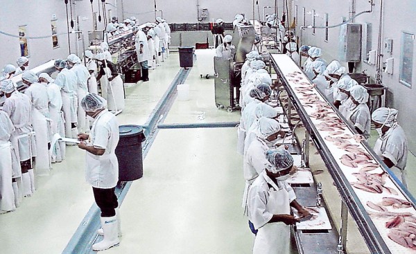 Honduras exportará $75 millones en tilapia