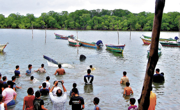 Honduras: Pescadores liberan a una ballena varada en el sur del país