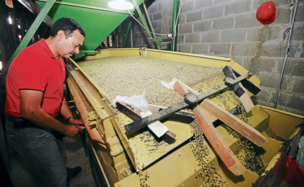 Mágico grano que conquista el paladar de los sanmarqueños