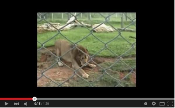 León toca el pasto por primera vez en su vida