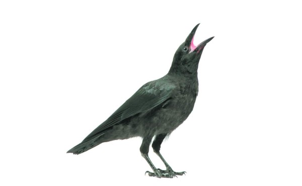 Los mejores chistes cortos para reírse a carcajadas