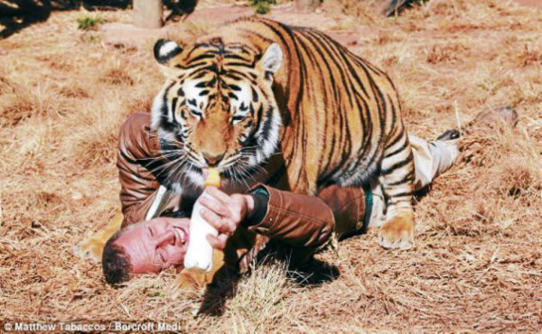 Las nuevas mascotas de adultos y niños