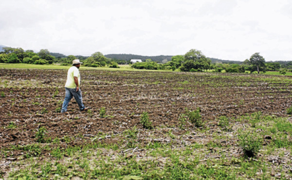 Agricultores a la espera del bono productivo en El Paraíso